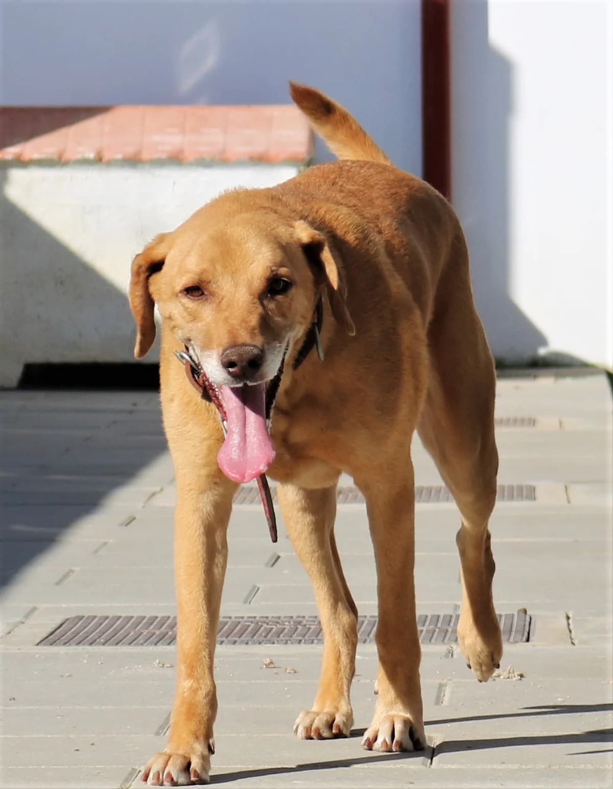 TED, Castanho male senior Mixed Breed for adoption at O Cantinho da Milu, Lisbon