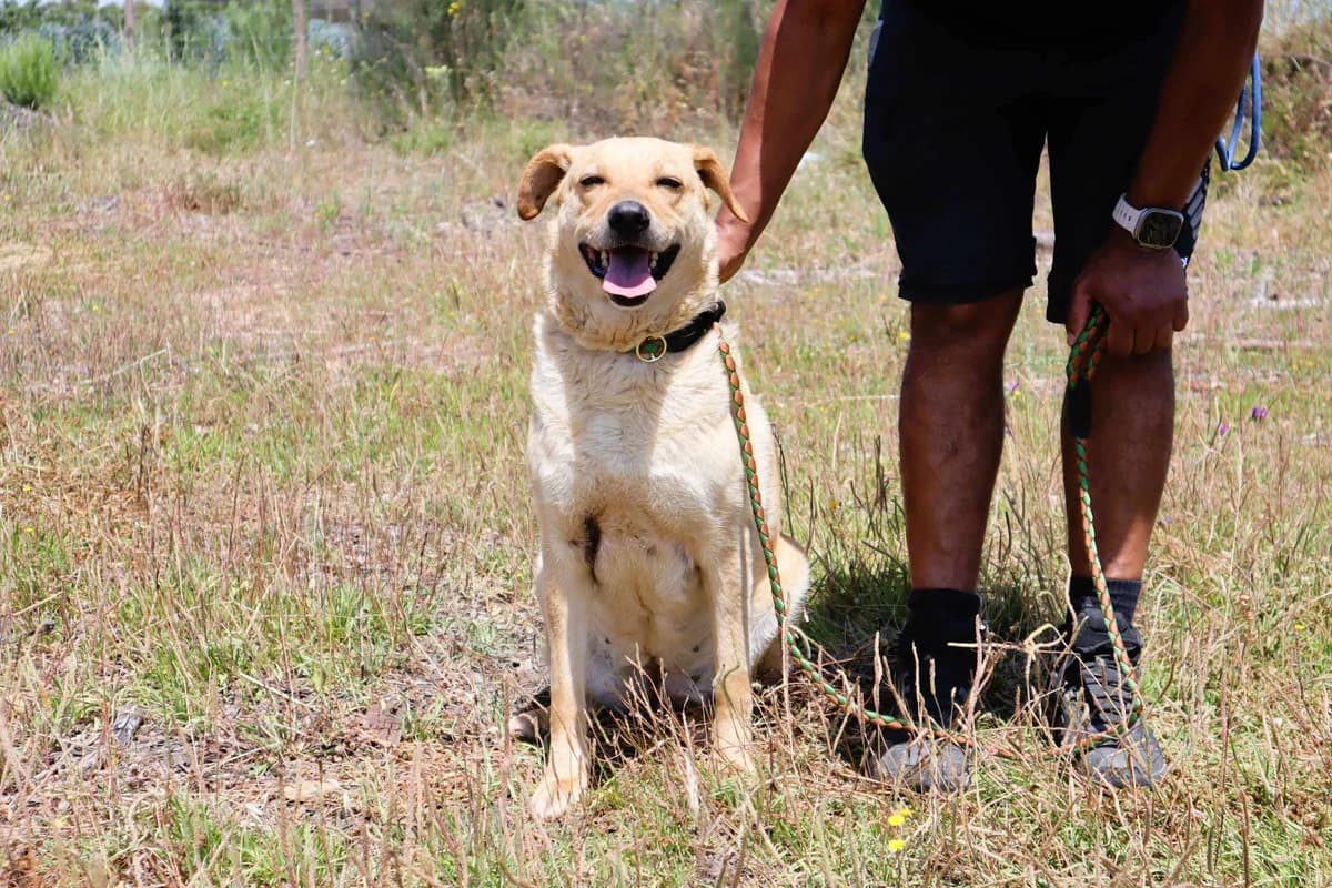 DAPHNE, Mixed Breed (O Cantinho da Milu)