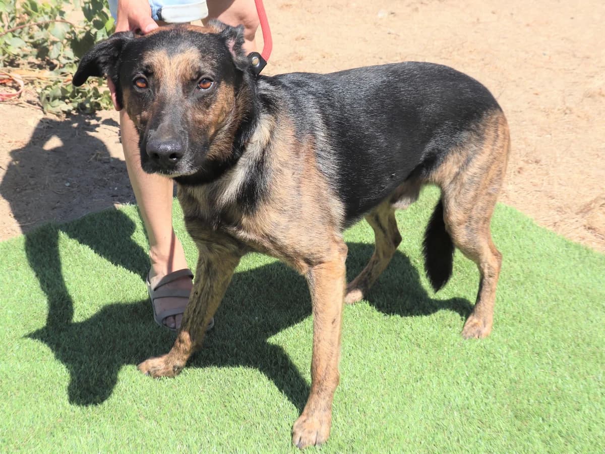 BOOMER,  (O Cantinho da Milu)