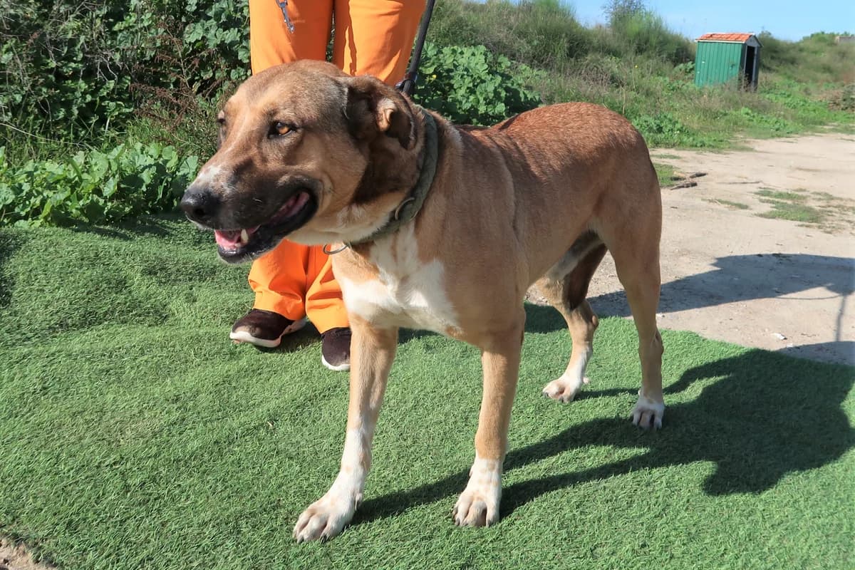 BEETHOVEN, Castanho male senior Mixed Breed for adoption at O Cantinho da Milu, Lisbon