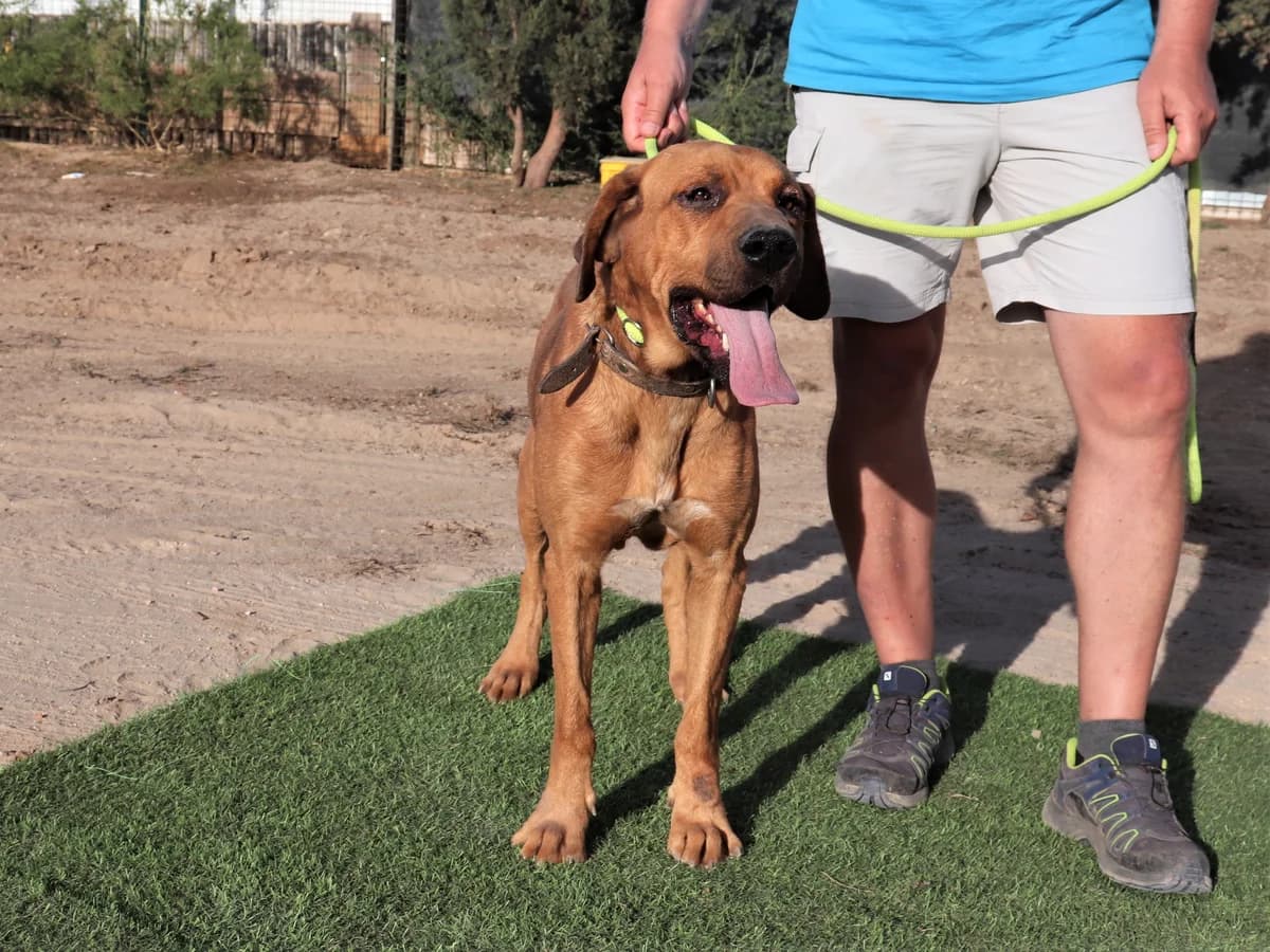 CHARLIE, Castanho male senior Mixed Breed for adoption at O Cantinho da Milu, Lisbon