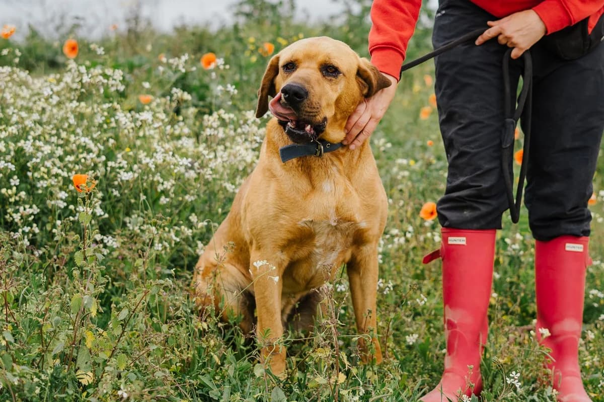 CHARLIE, Castanho male senior Mixed Breed for adoption at O Cantinho da Milu, Lisbon