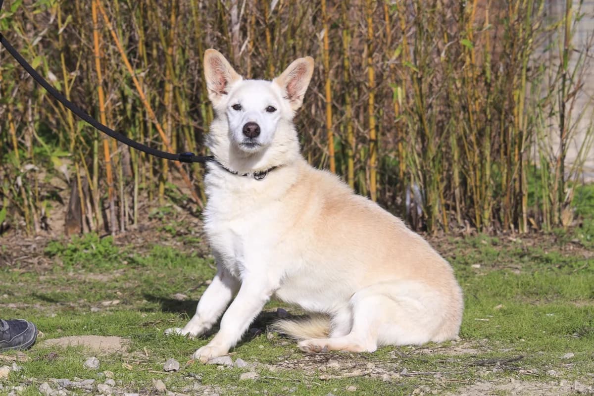 BIG, Creme male senior Mixed Breed for adoption at O Cantinho da Milu, Lisbon