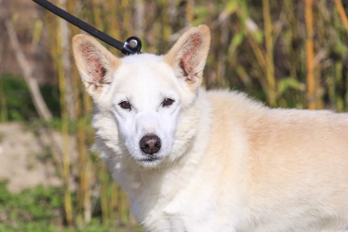 BIG, Creme male senior Mixed Breed for adoption at O Cantinho da Milu, Lisbon