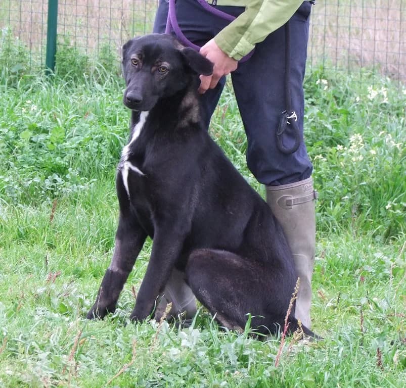 BELA, Mixed Breed (O Cantinho da Milu)