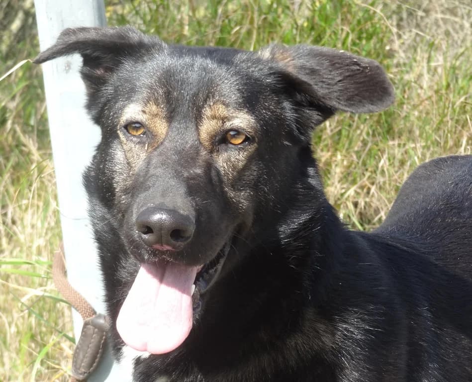BELA, female senior Mixed Breed for adoption at O Cantinho da Milu, Lisbon
