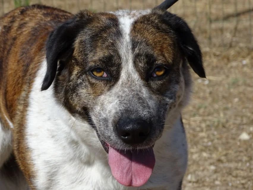 Marilu, female Mixed Breed for adoption at Bianca APS