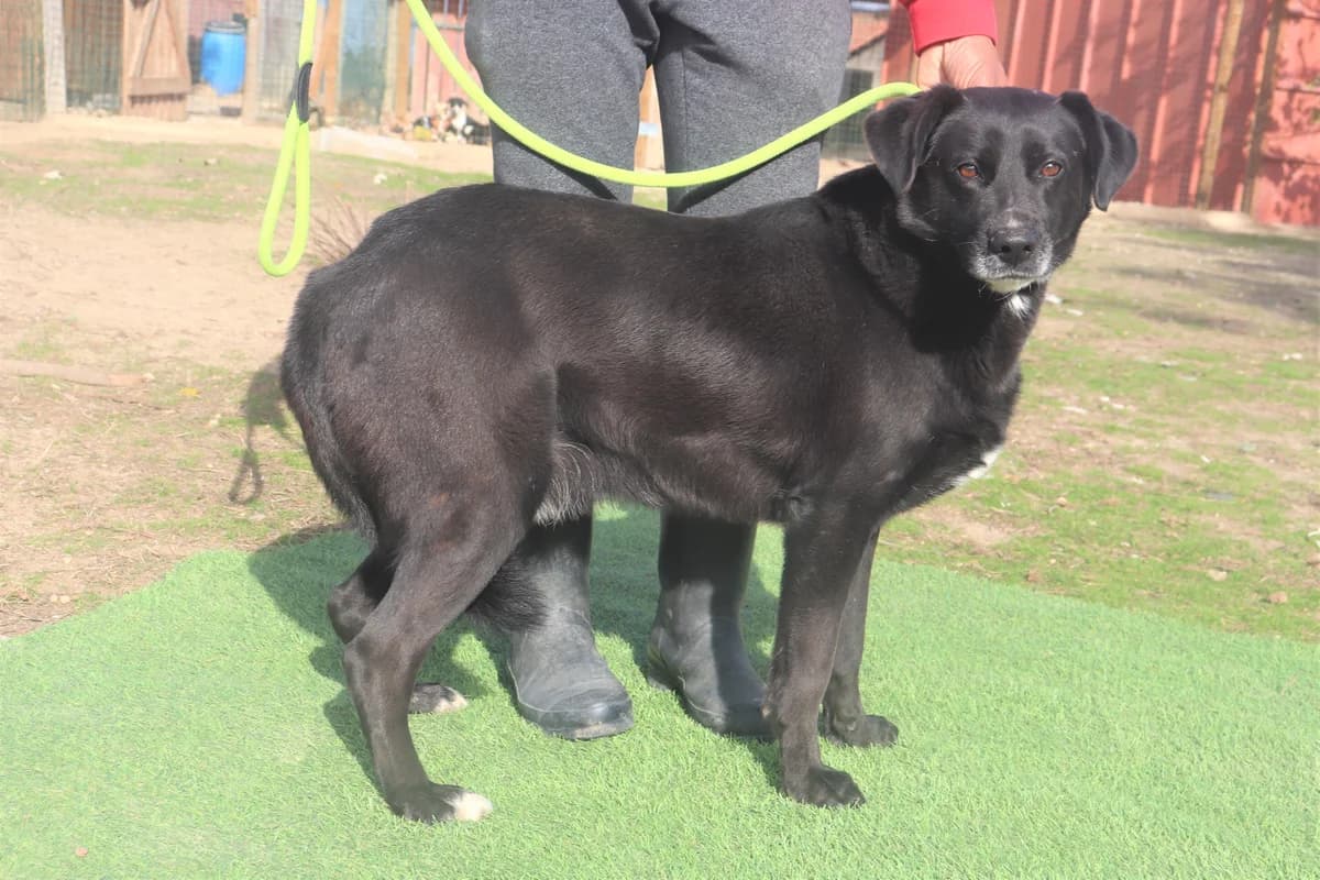 CLANCY, Preto male senior Labrador Retriever for adoption at O Cantinho da Milu, Lisbon