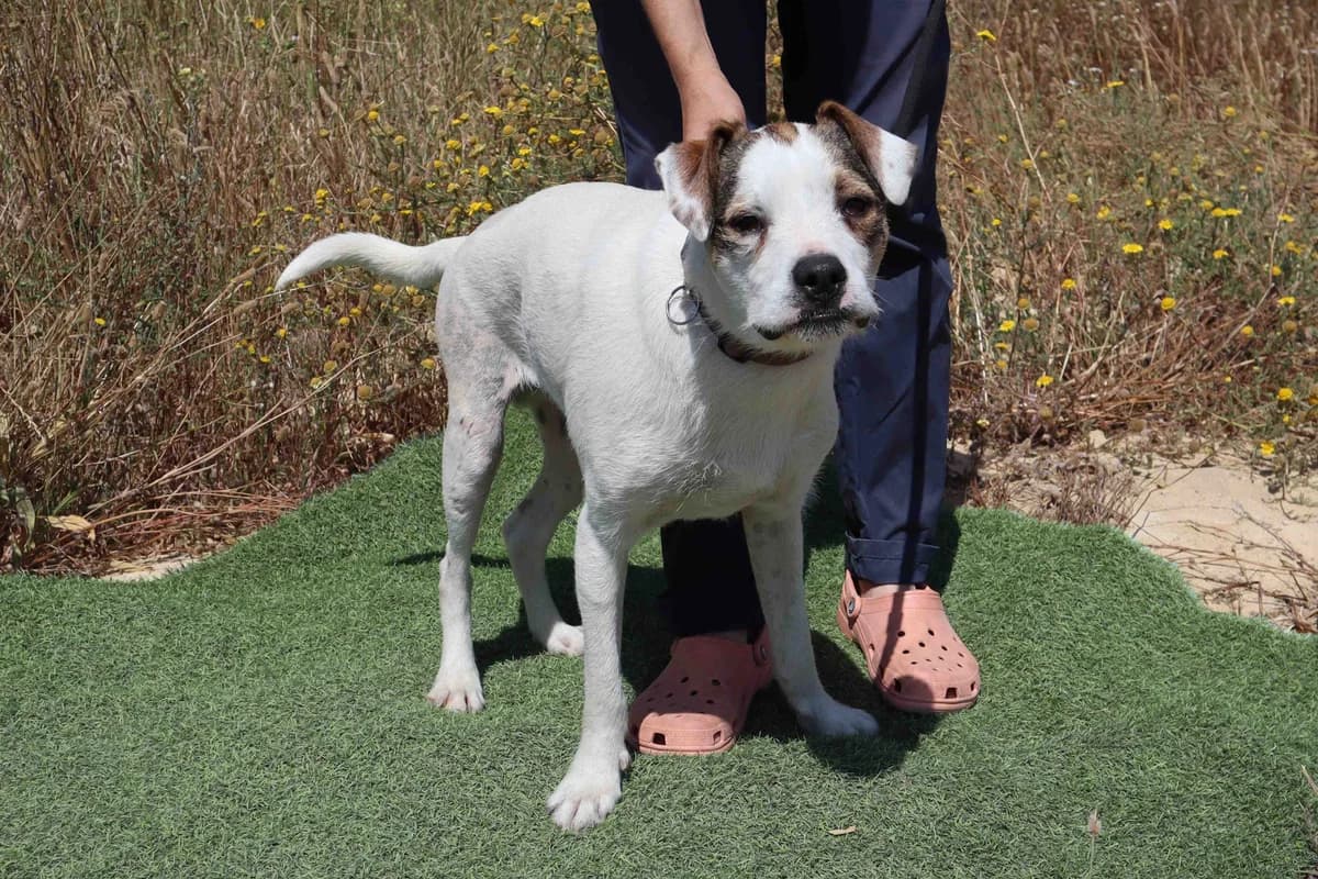 GABRU, Branco e Castanho male 4yo Mixed Breed for adoption at O Cantinho da Milu, Lisbon