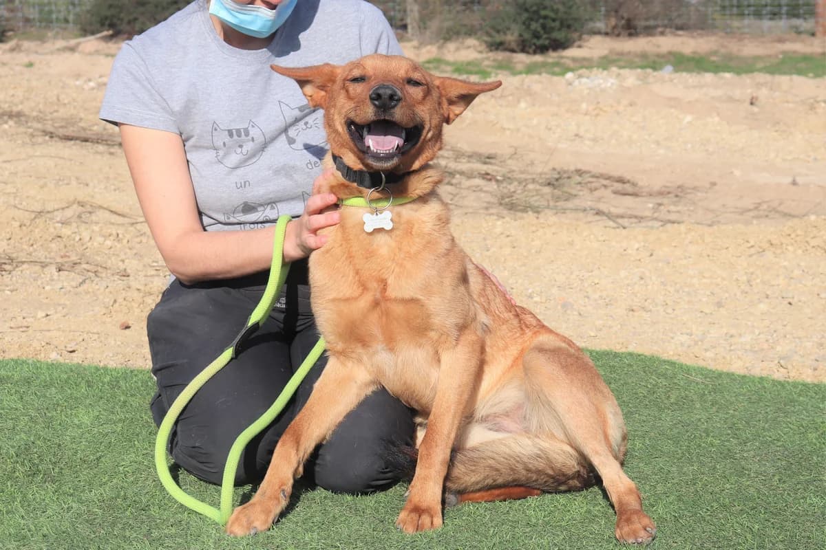 PEPPER, Mixed Breed (O Cantinho da Milu)