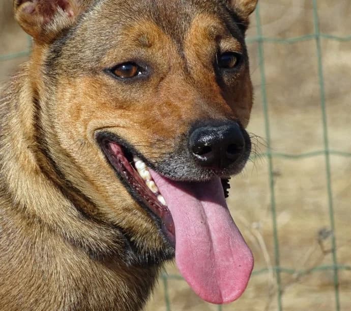 Eva, female Mixed Breed for adoption at Bianca APS