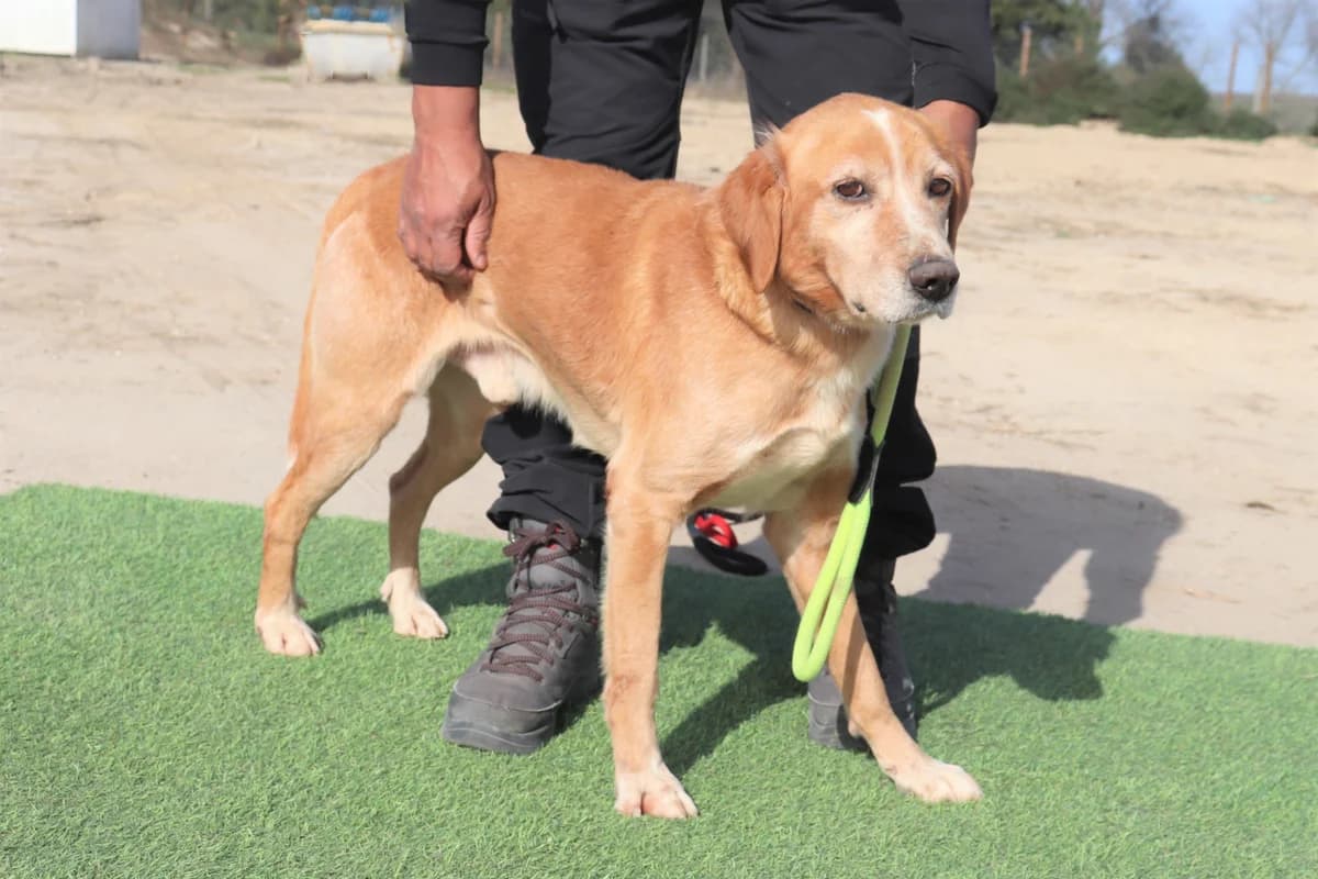 ALBERTO, Creme male senior Mixed Breed for adoption at O Cantinho da Milu, Lisbon
