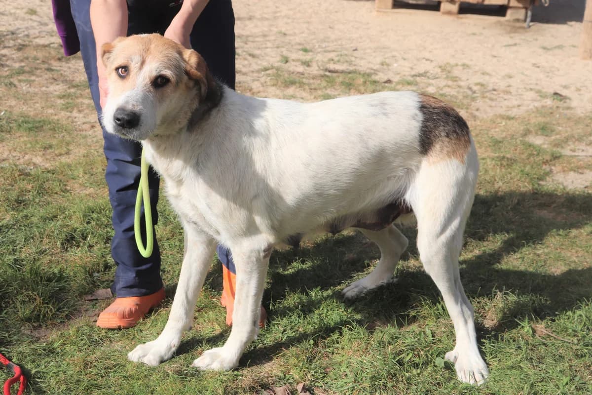 ZARA, Branco e Castanho female 6yo mixed breed for adoption at O Cantinho da Milu, Lisbon
