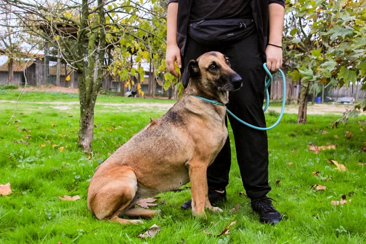INDIA, Castanho female 5yo Rhodesian Ridgeback for adoption at O Cantinho da Milu, Lisbon