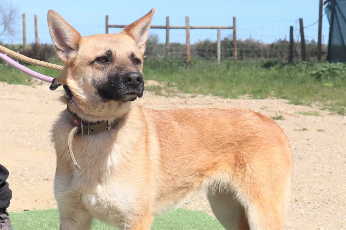 GLÓRIA, Mixed Breed (O Cantinho da Milu)