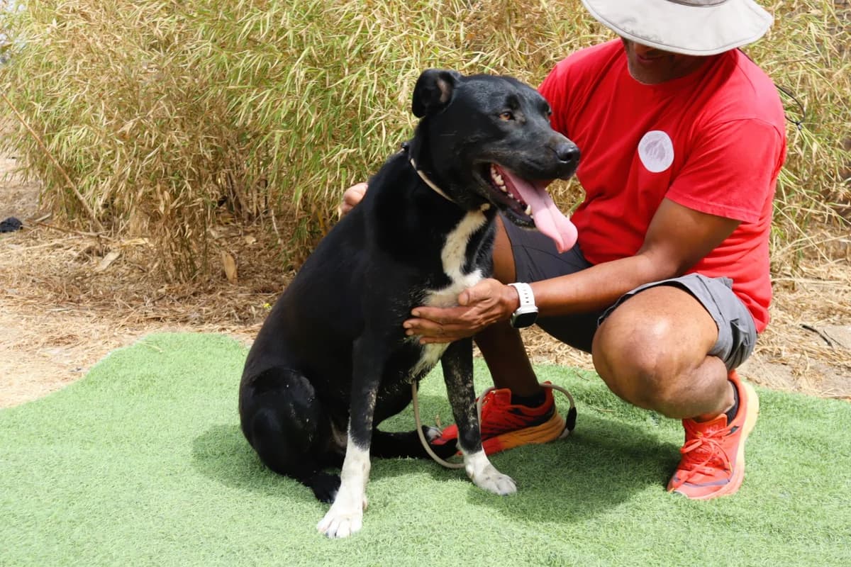 KARL, Mixed Breed (O Cantinho da Milu)