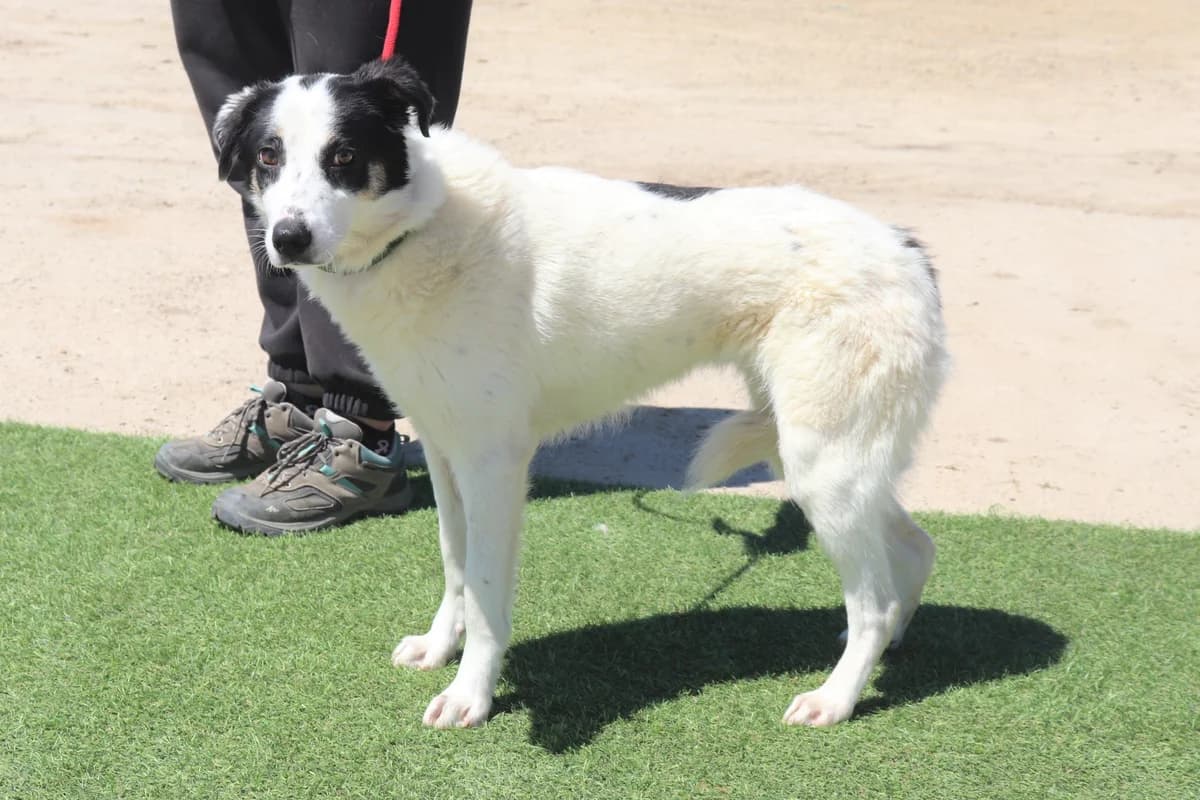 DEANA, Mixed Breed (O Cantinho da Milu)
