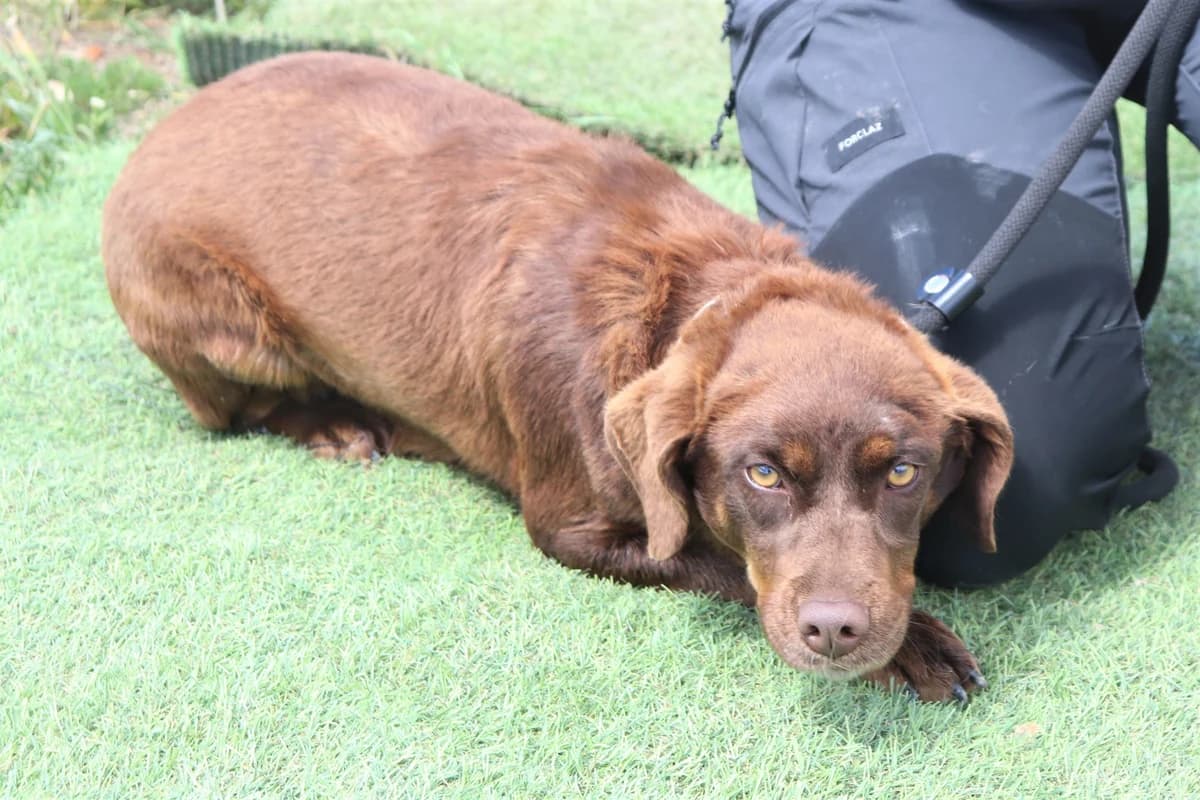 POPPY, Mixed Breed (O Cantinho da Milu)