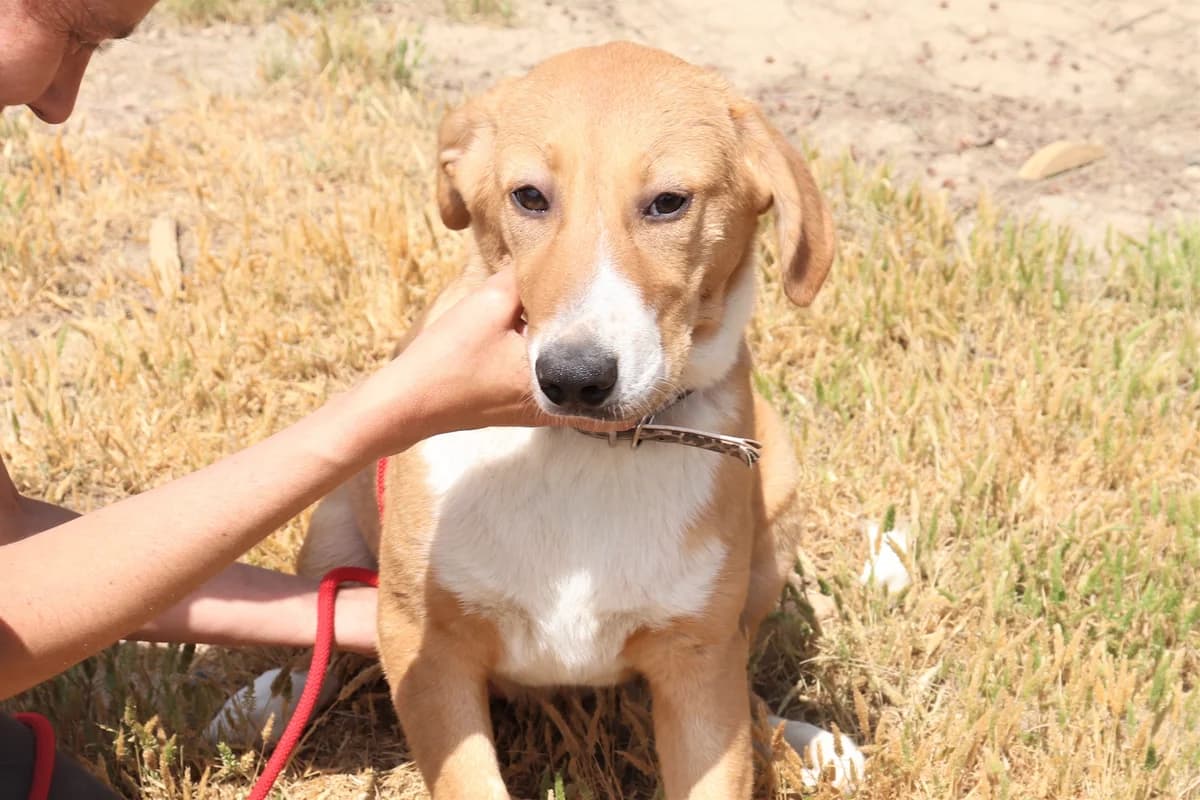 RICCI, Mixed Breed (O Cantinho da Milu)