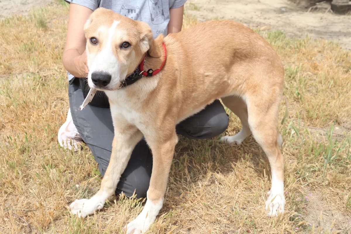 RAYA, Mixed Breed (O Cantinho da Milu)