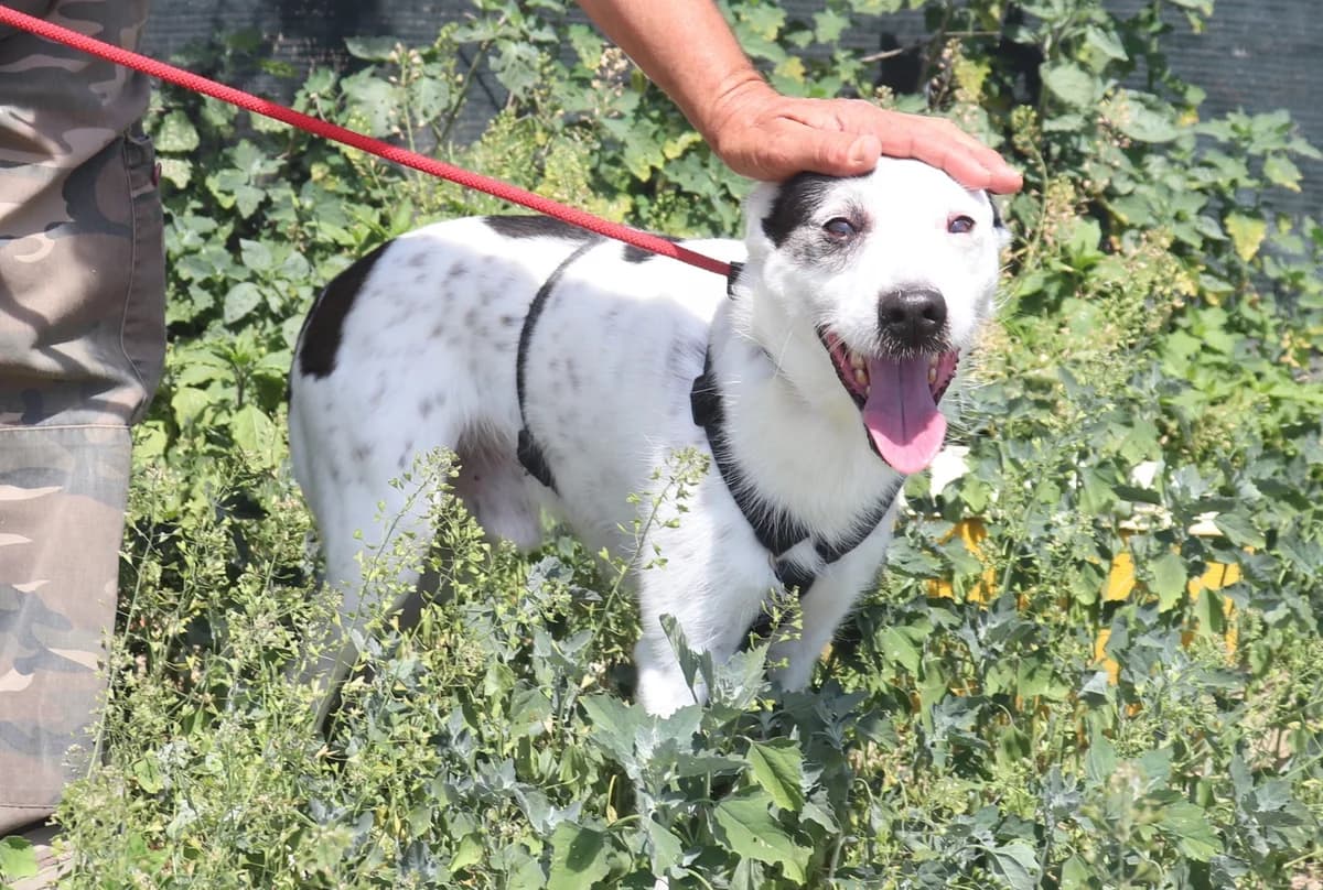 GIO, Branco e Preto male 7yo Mixed Breed for adoption at O Cantinho da Milu, Lisbon