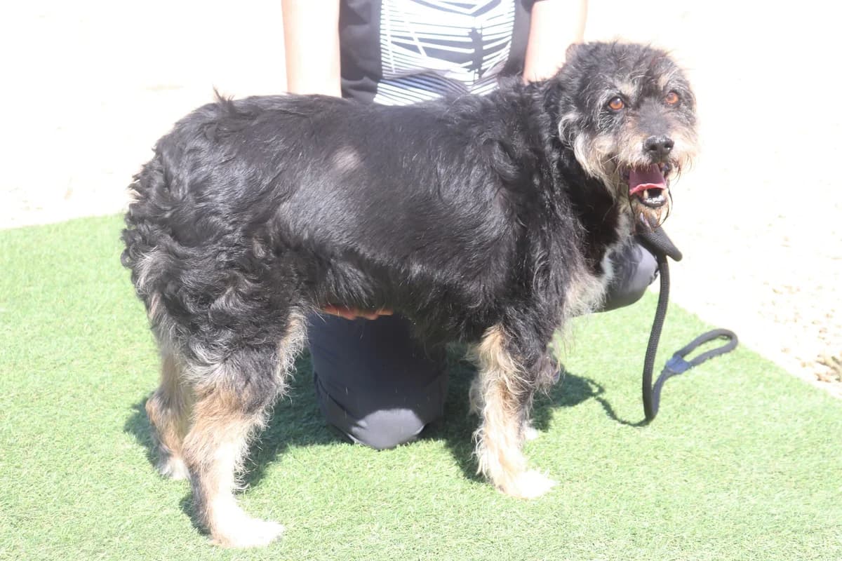 GLORIA, Preto female 7yo mixed breed for adoption at O Cantinho da Milu, Lisbon