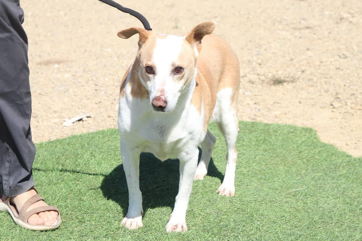 MADONA, Mixed Breed (O Cantinho da Milu)