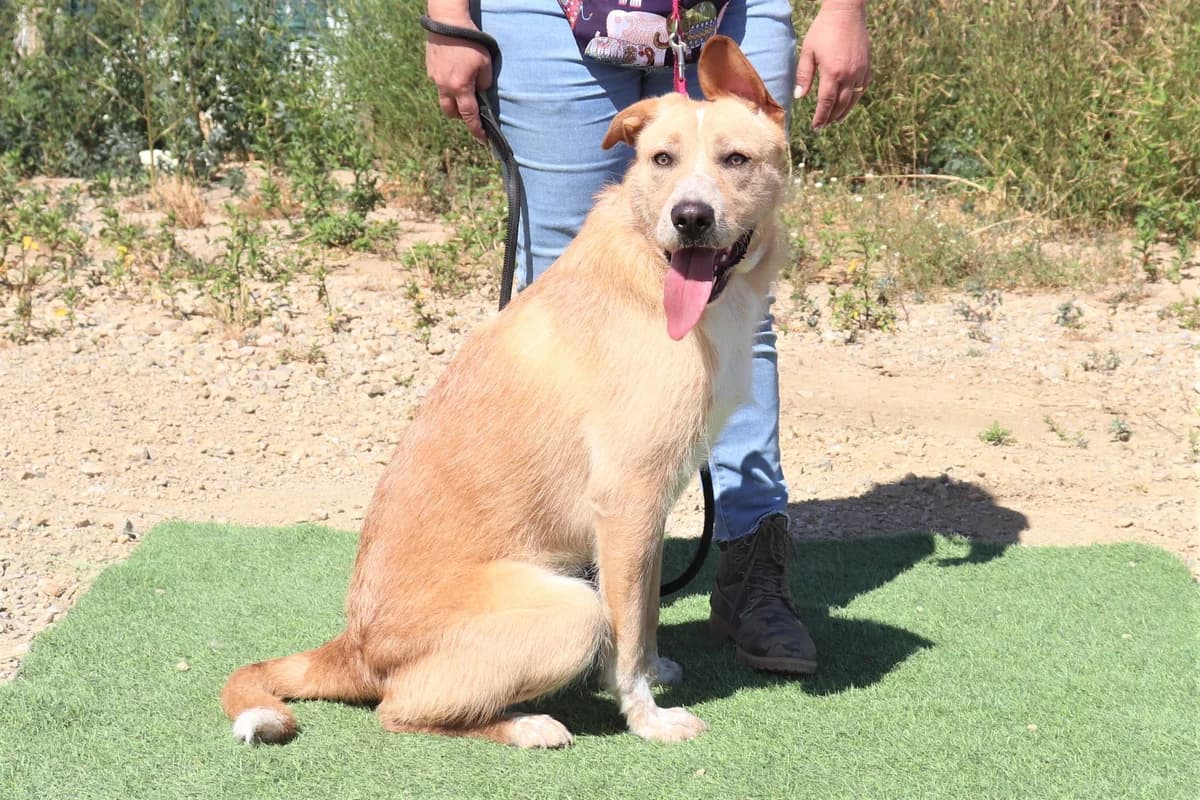 MOONY, Creme female 6yo Mixed Breed for adoption at O Cantinho da Milu, Lisbon