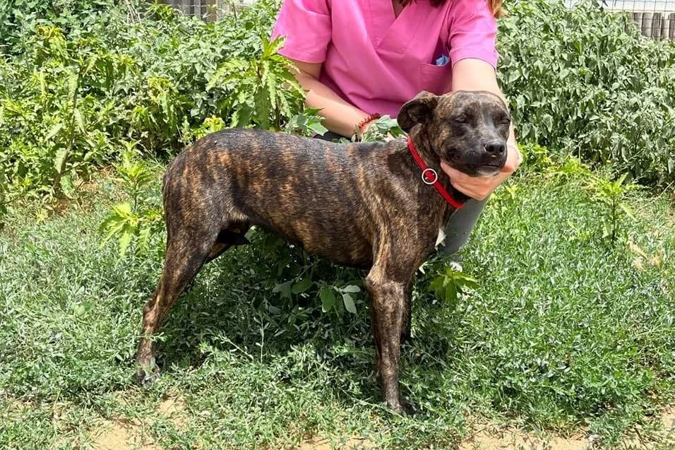 KIM, Mixed Breed (O Cantinho da Milu)