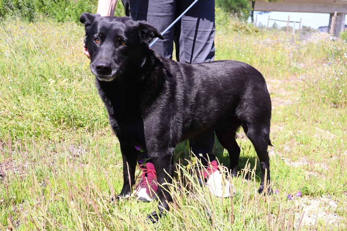 LAURA, Preto female 4yo Labrador Retriever for adoption at O Cantinho da Milu, Lisbon