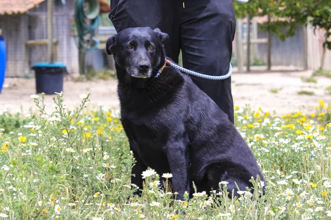 LAURA, Preto female 5yo Labrador Retriever for adoption at O Cantinho da Milu, Lisbon