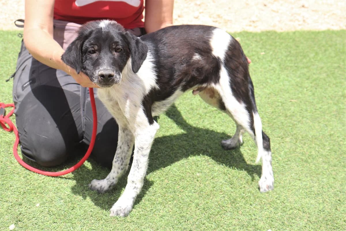OLE, Mixed Breed (O Cantinho da Milu)