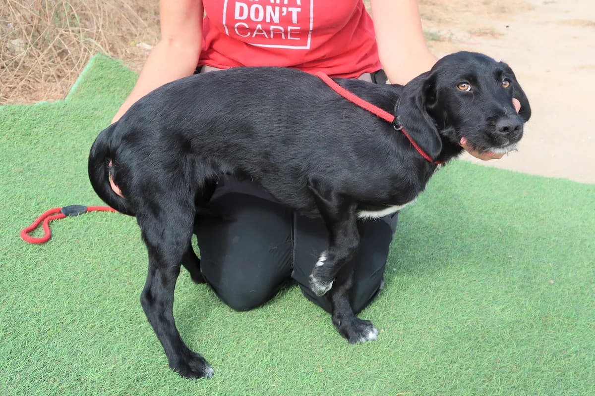 MONA, Preto female 4yo Mixed Breed for adoption at O Cantinho da Milu, Lisbon