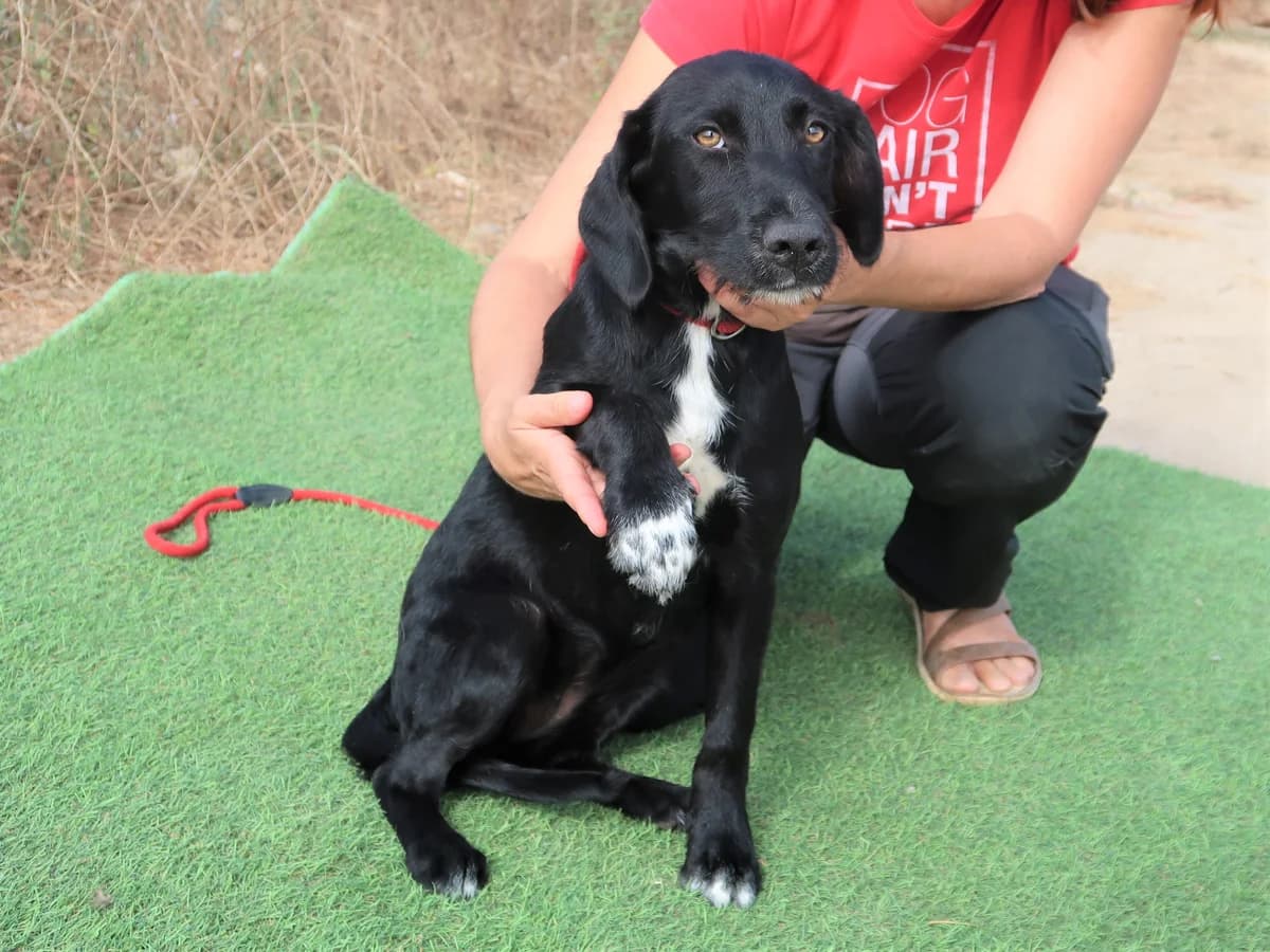 MONA, Preto female 4yo Mixed Breed for adoption at O Cantinho da Milu, Lisbon
