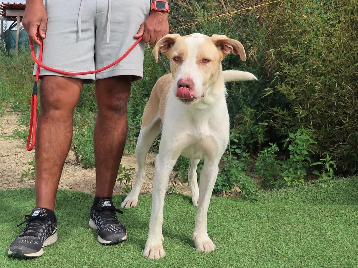 SUSHI, Mixed Breed (O Cantinho da Milu)