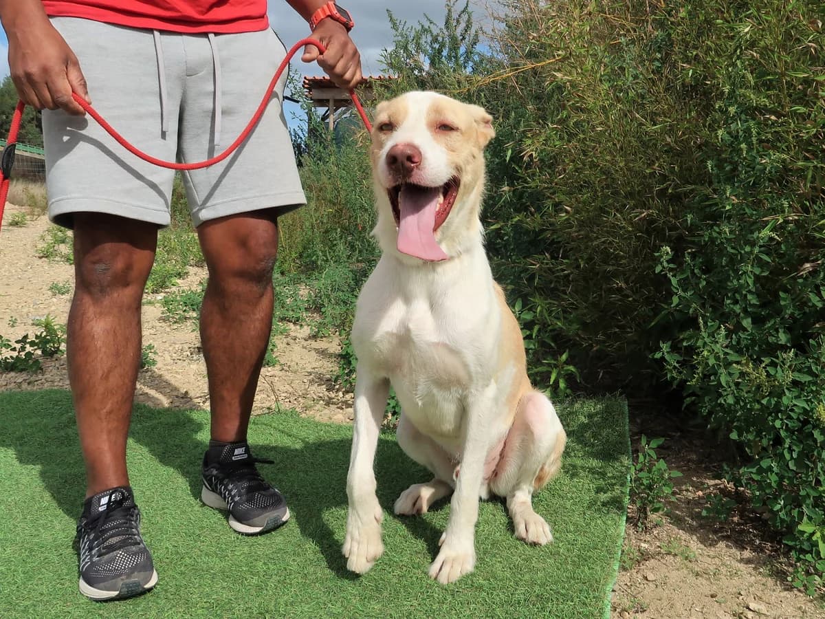 SUSHI, Creme male 6yo Mixed Breed for adoption at O Cantinho da Milu, Lisbon