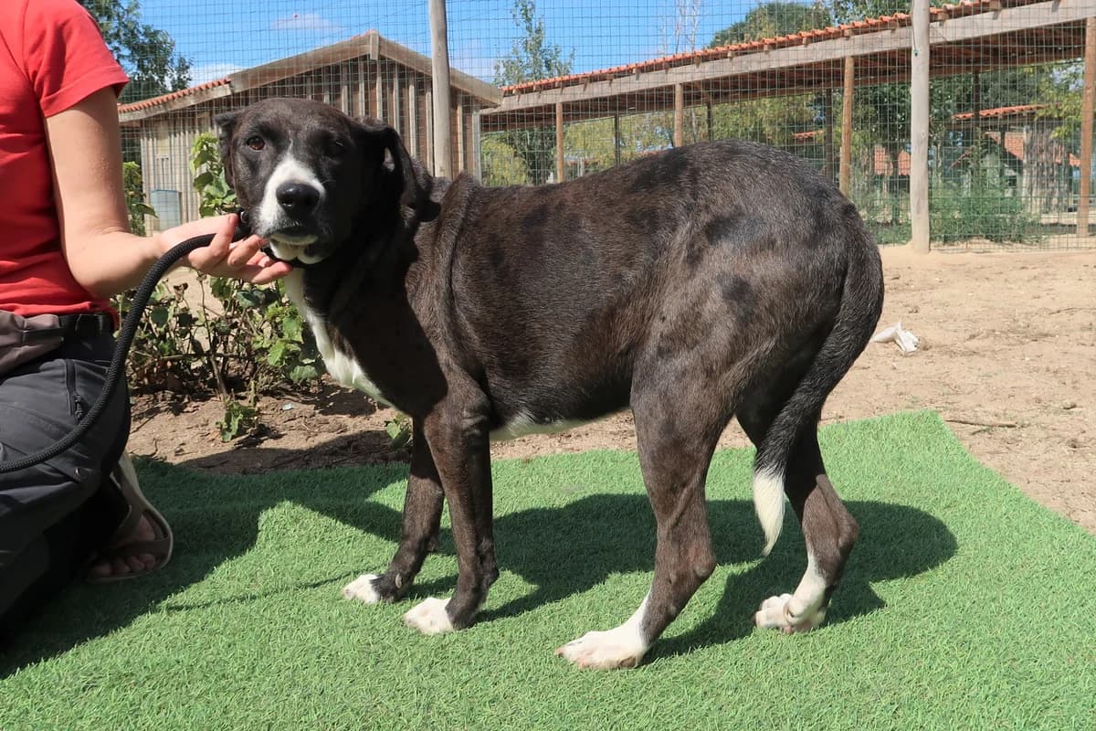 LENI, Preto e Branco female senior Mixed Breed for adoption at O Cantinho da Milu, Lisbon