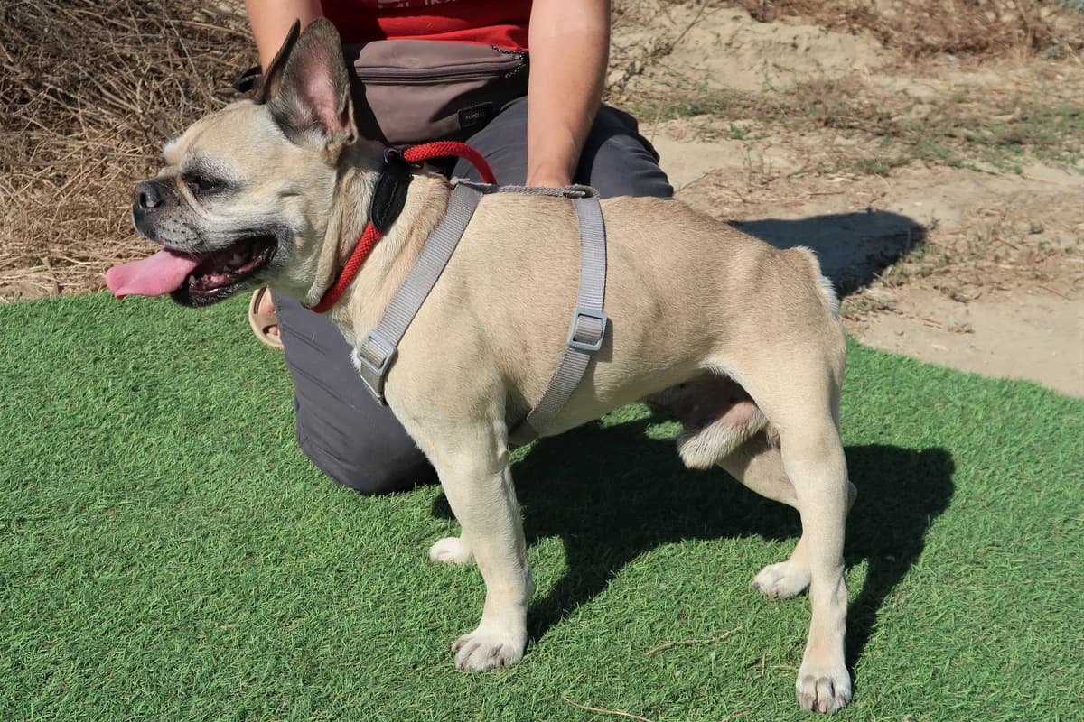 CHICO, Creme male senior English Bulldog for adoption at O Cantinho da Milu, Lisbon