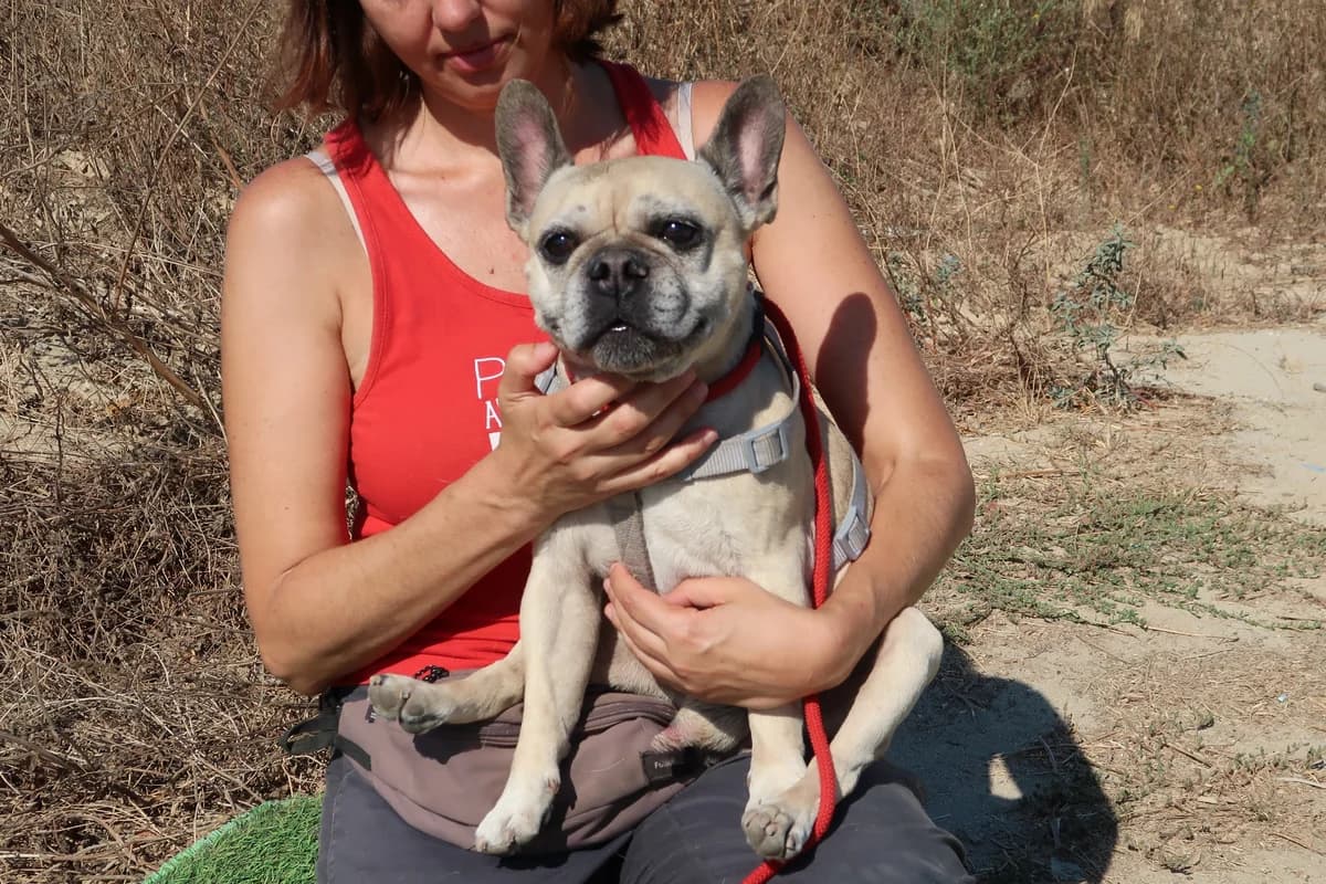 CHICO, Creme male senior English Bulldog for adoption at O Cantinho da Milu, Lisbon