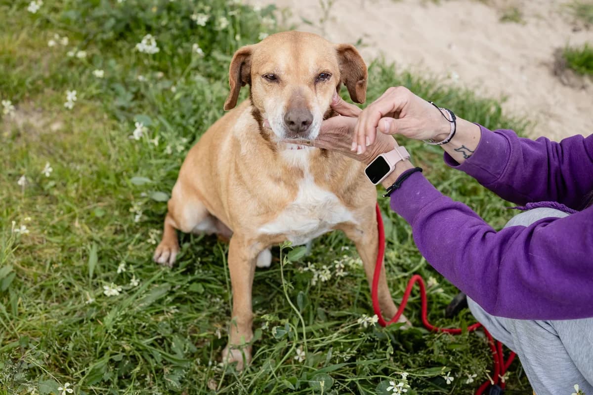 MOHAN, Castanho male senior Mixed Breed for adoption at O Cantinho da Milu, Lisbon
