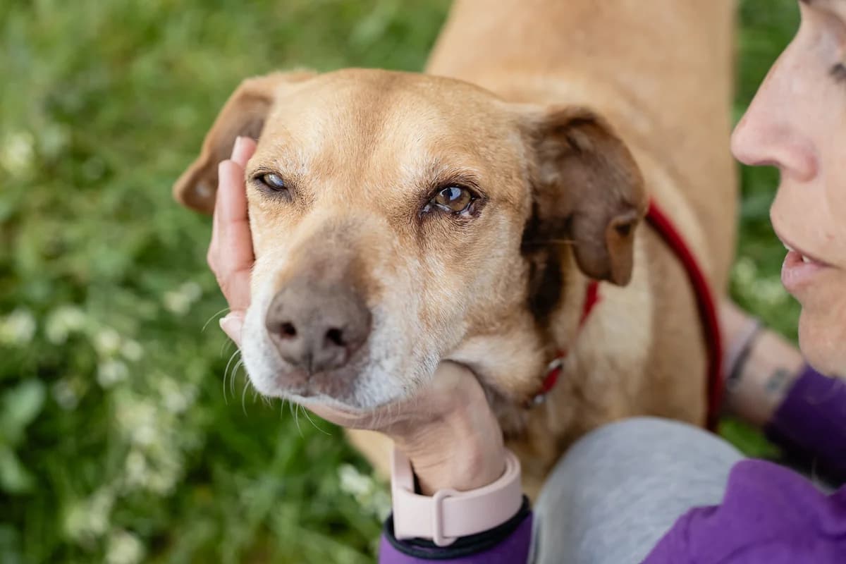 MOHAN, Castanho male senior Mixed Breed for adoption at O Cantinho da Milu, Lisbon