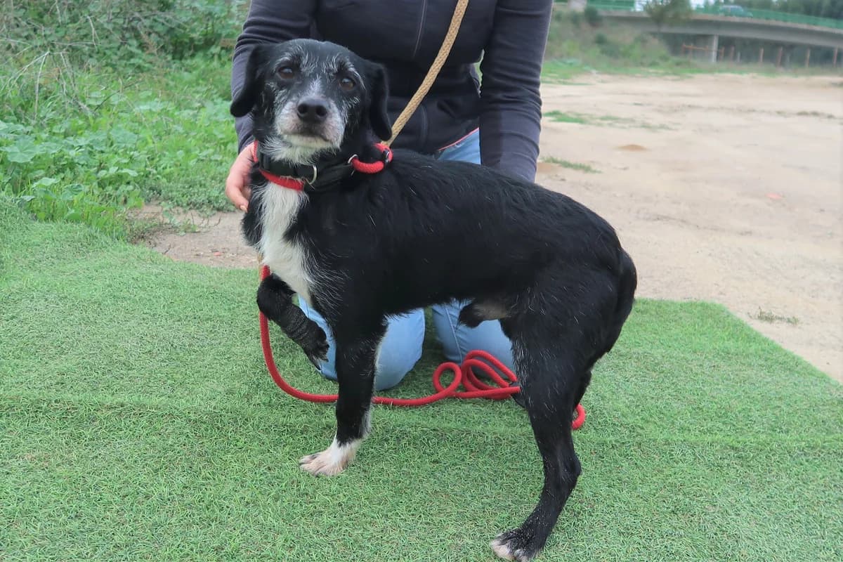 PER, Mixed Breed (O Cantinho da Milu)