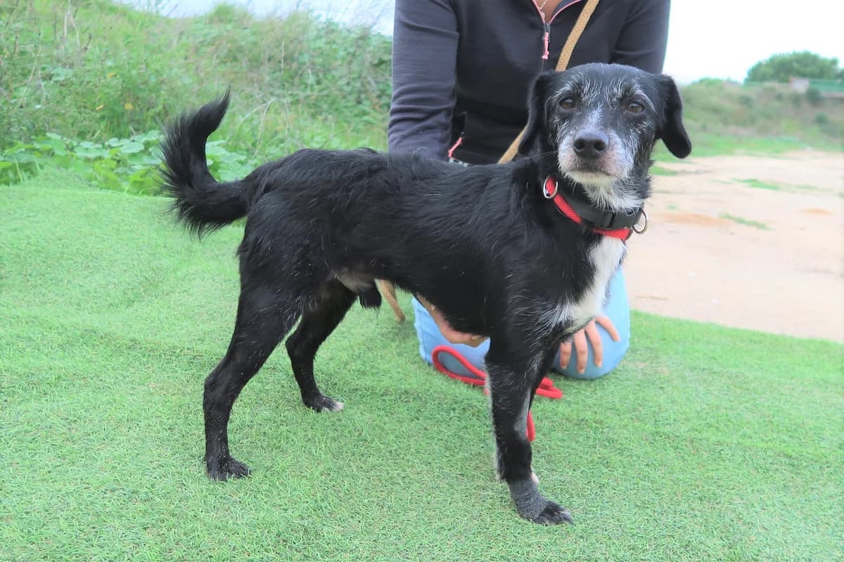 PER, Preto male senior Mixed Breed for adoption at O Cantinho da Milu, Lisbon
