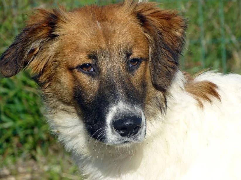 Tibor, male Mixed Breed for adoption at Bianca APS