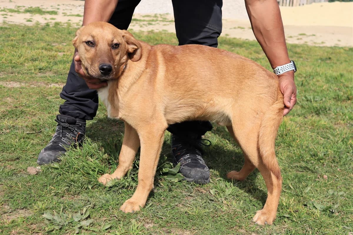PUIK, Castanho male 3yo Mixed Breed for adoption at O Cantinho da Milu, Lisbon