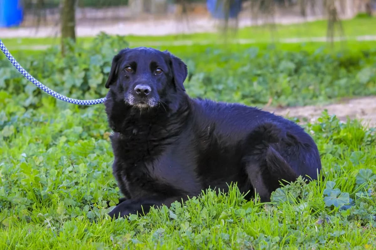 SABI, Mixed Breed (O Cantinho da Milu)