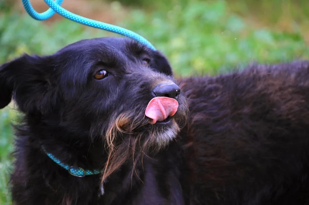 PONY, Preto female 4yo Mixed Breed for adoption at O Cantinho da Milu, Lisbon