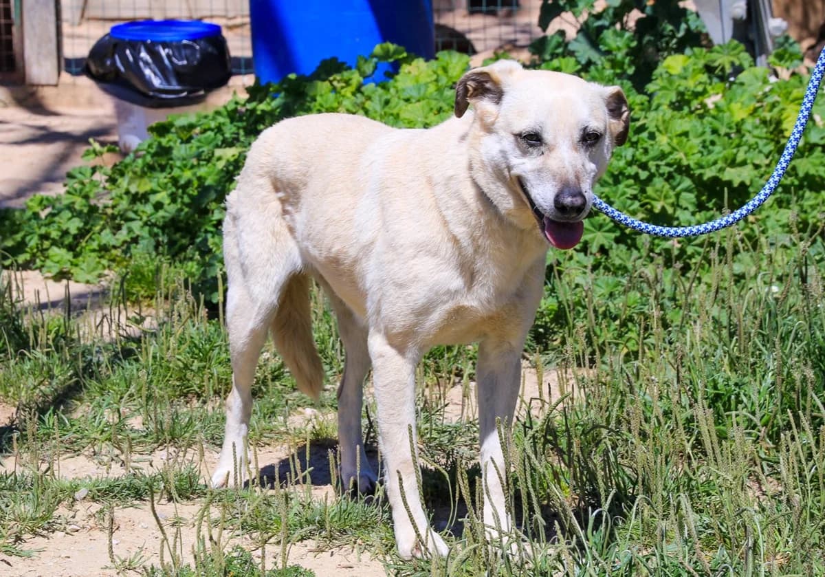 SAL, Creme female senior Mixed Breed for adoption at O Cantinho da Milu, Lisbon