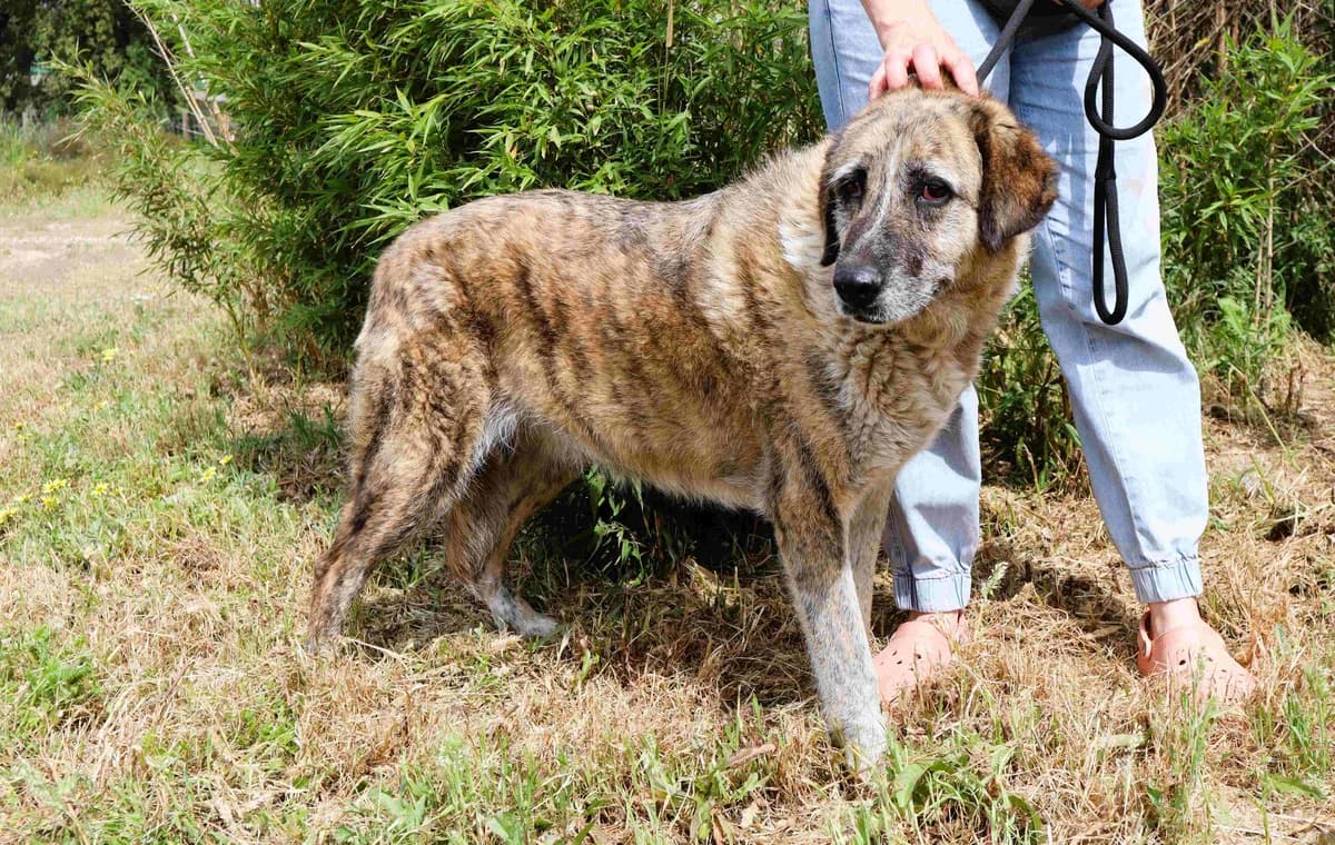 BONNIE, Mixed Breed (O Cantinho da Milu)