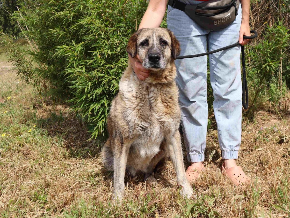 BONNIE, Castanho female senior Mixed Breed for adoption at O Cantinho da Milu, Lisbon
